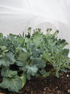 All-Purpose Garden Fabric -Garden Decor Store 32646 7940 tif