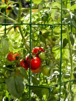 Tomato Cages, Set Of 4 -Garden Decor Store 34182 588 tif