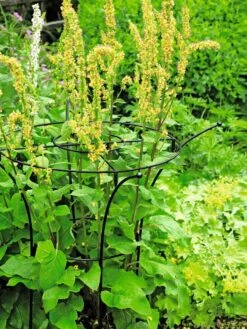 Essex Plant Supports 13 Essex Plant Supports -Garden Decor Store 37423 200 tif