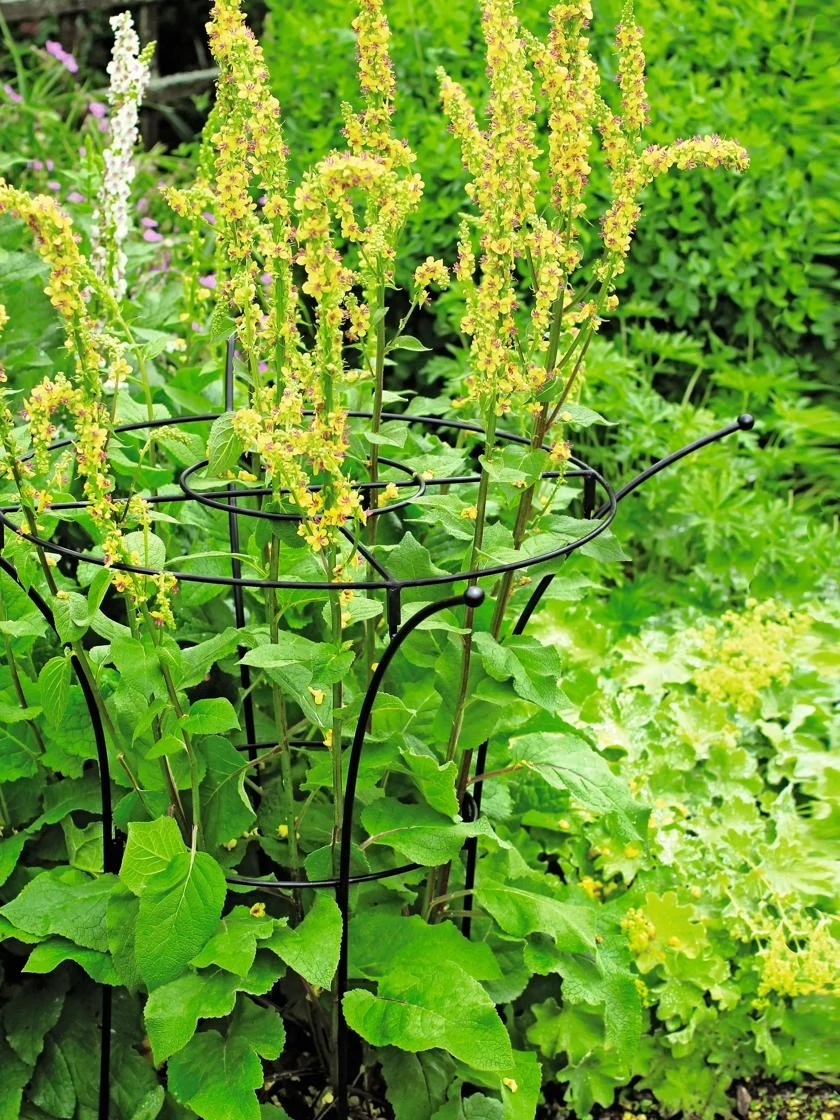 Essex Plant Supports 7 Essex Plant Supports - Image 5