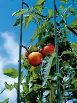 Tomato Ladders, Set Of 3 -Garden Decor Store 38184 003E tif