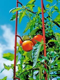 Tomato Ladders, Set Of 3 -Garden Decor Store 38185 003E tif