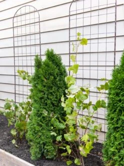 Jardin Flower Trellis 7 Jardin Flower Trellis -Garden Decor Store 38689 6002 tif