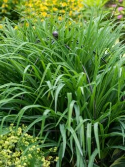 Jardin Bird Cage Support, 26" 9 Jardin Bird Cage Support, 26" -Garden Decor Store 39 521 0073 tif