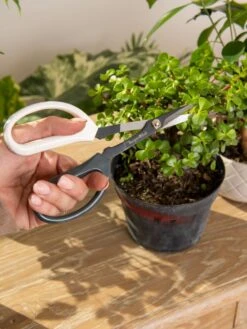 Japanese Pruning Scisssors -Garden Decor Store 3 4 crop 8612968 0092
