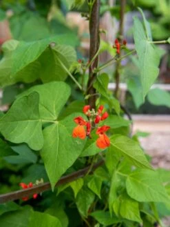 Jardin Tower -Garden Decor Store 3 4 crop 8612997 0059