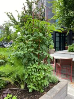 Tomato Towers, Set Of 2 -Garden Decor Store 8587041 01IN tif