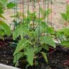 Pepper And Eggplant Cages, Set Of 3 -Garden Decor Store 8587048 1073 tif
