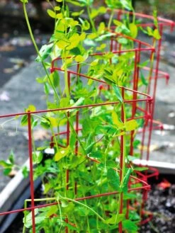 Expandable Pea Trellis -Garden Decor Store 8587061 100 tif