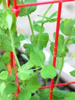 Tall Expandable Pea Trellis -Garden Decor Store 8587061 101 tif 1