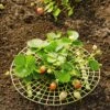 Strawberry Supports, Set Of 6 -Garden Decor Store 8587970 1039 tif