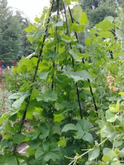 Titan Teepee Trellis -Garden Decor Store 8595757 01EMP tif