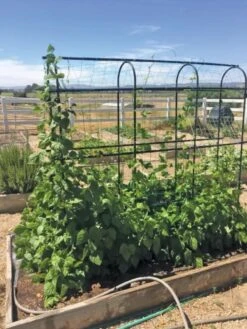 Titan Pea Tunnel -Garden Decor Store 8596275 01CUST tif