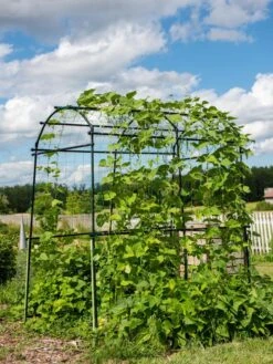 Titan Squash Tunnel -Garden Decor Store 8596276 0133 tif