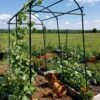 Titan Squash Tunnel -Garden Decor Store 8596276 01EMP tif