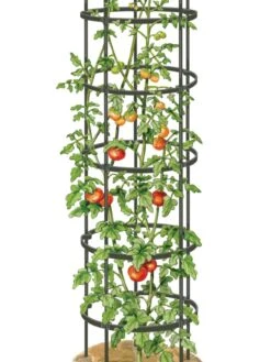 Titan Tall Tomato Cages, Set Of 3 -Garden Decor Store 8599860 0002 art tif