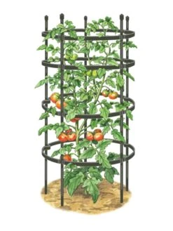 Titan Tomato Cages, Set Of 3 -Garden Decor Store 8599861 0001 art tif