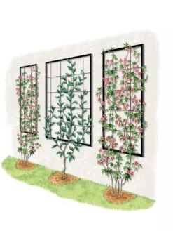 Exeter Wall Trellis -Garden Decor Store 8600049 50 0001 art tif