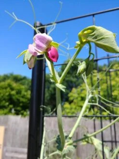 Gardener’s Victory Self-Watering Planter With Vine Trellis -Garden Decor Store 8600177 6588 tif