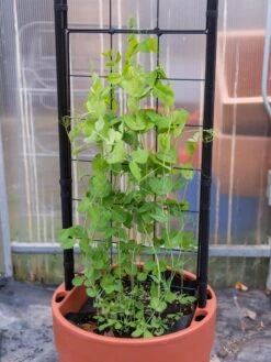 Gardener’s Victory Self-Watering Planter With Vine Trellis -Garden Decor Store 8600178 5000 tif