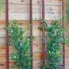 Ina Modern Wall Trellis Sr. -Garden Decor Store 8600510 05V tif