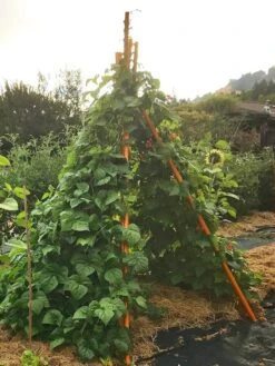 Annabel Tipi Trellis -Garden Decor Store 8600521 02V tif