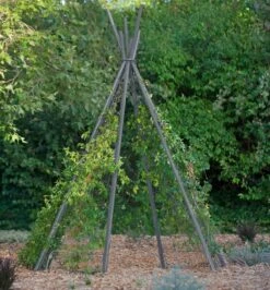 Annabel Tipi Trellis -Garden Decor Store 8600521 07V jpg
