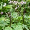 Arden Single Stem Supports, Set Of 2 1 Arden Single Stem Supports, Set Of 2 -Garden Decor Store 8609887 8022 tif