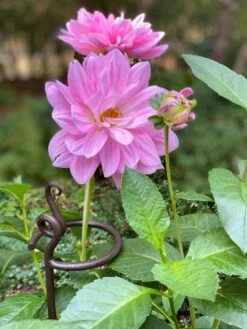 Arden Single Stem Supports, Set Of 2 -Garden Decor Store 8610375 5703 tif