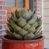 Desert Steel Artichoke Agave Sculpture -Garden Decor Store 8610761 01v desert steel artichoke agave