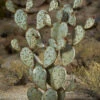 Desert Steel Prickly Pear Cactus Sculpture, Grande -Garden Decor Store 8610769 02v desert steel prickly pear cactus grande