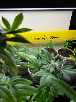 Catchy Natural Greenhouse Pest Protection Sticky Roll, 30’ -Garden Decor Store 8611979 8004