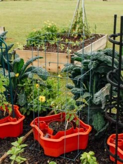 Deluxe Tomato Halos, Set Of 2 -Garden Decor Store 8612045 226 tif