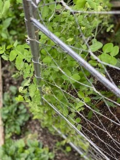 Chicken Wire Pea Trellis -Garden Decor Store 8612718 7312