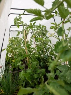 Cotton All Purpose Garden Cover -Garden Decor Store 8612815 0039 tif