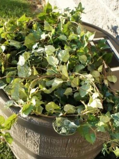 Round Rain Barrel With Planter, 35 Gallons -Garden Decor Store 8612856WALNT 03V tif