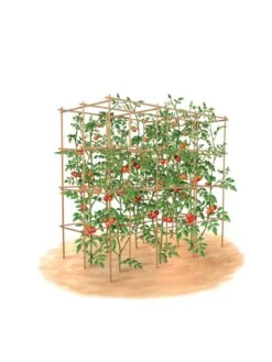 Tomato Six Pack Support -Garden Decor Store 8613143 art flat