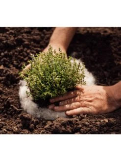 Hortiwool ®, 5 Pad Pack -Garden Decor Store 8613263 06v