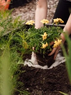 Hortiwool ®, 5 Pad Pack -Garden Decor Store 8613263 12v