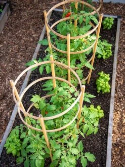 Bamboo Tomato Cages, Set Of 3 -Garden Decor Store 8613426 6916