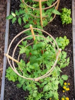 Bamboo Tomato Cages, Set Of 3 -Garden Decor Store 8613426 6921