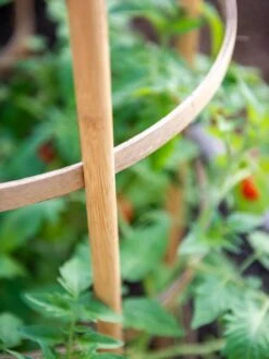 Bamboo Tomato Cages, Set Of 3 -Garden Decor Store 8613426 6924