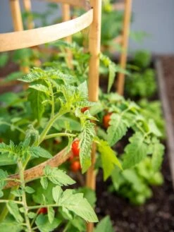 Bamboo Tomato Cages, Set Of 3 -Garden Decor Store 8613426 6934