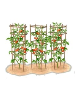Bamboo Tomato Cages, Set Of 3 -Garden Decor Store 8613426 art
