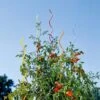 Rainbow Spiral Supports, Set Of 5 -Garden Decor Store GS36377 01 tif