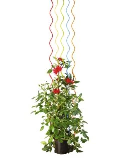 Rainbow Spiral Supports, Set Of 5 -Garden Decor Store GS36377 03S tif