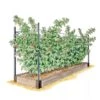 Raspberry Bed -Garden Decor Store GS39389 01S 1